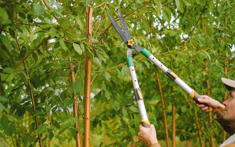 Tree trimming in Auburndale, FL